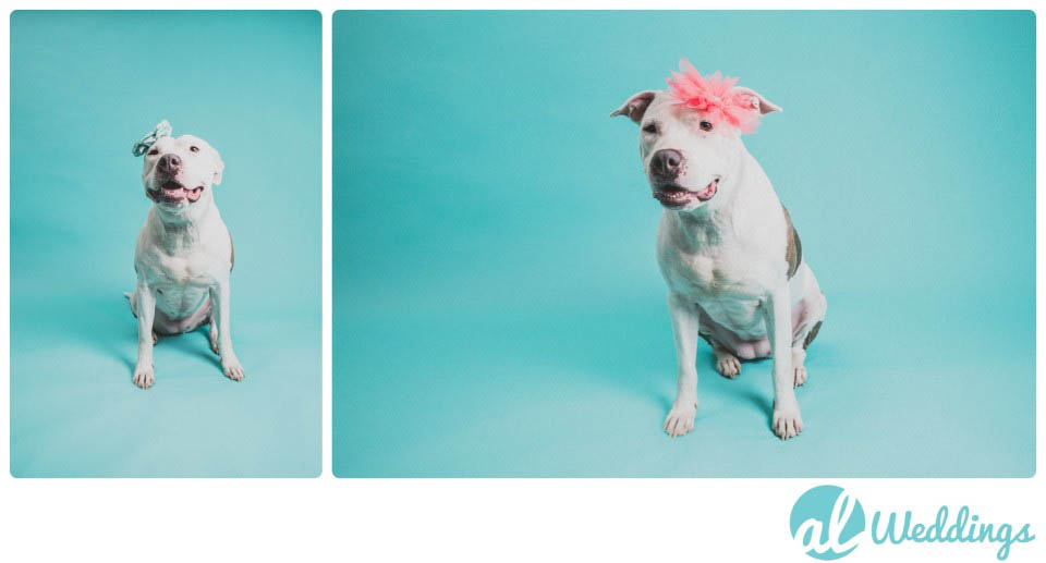 Mollys Birthday | American Pit Bull Terrier | Smash the  Cake Session2