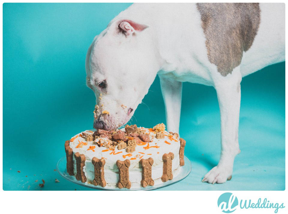 Mollys Birthday | American Pit Bull Terrier | Smash the  Cake Session20