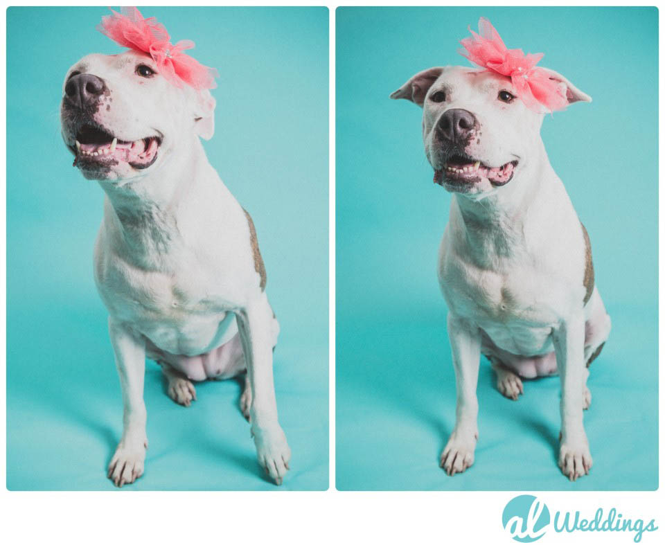 Mollys Birthday | American Pit Bull Terrier | Smash the  Cake Session3