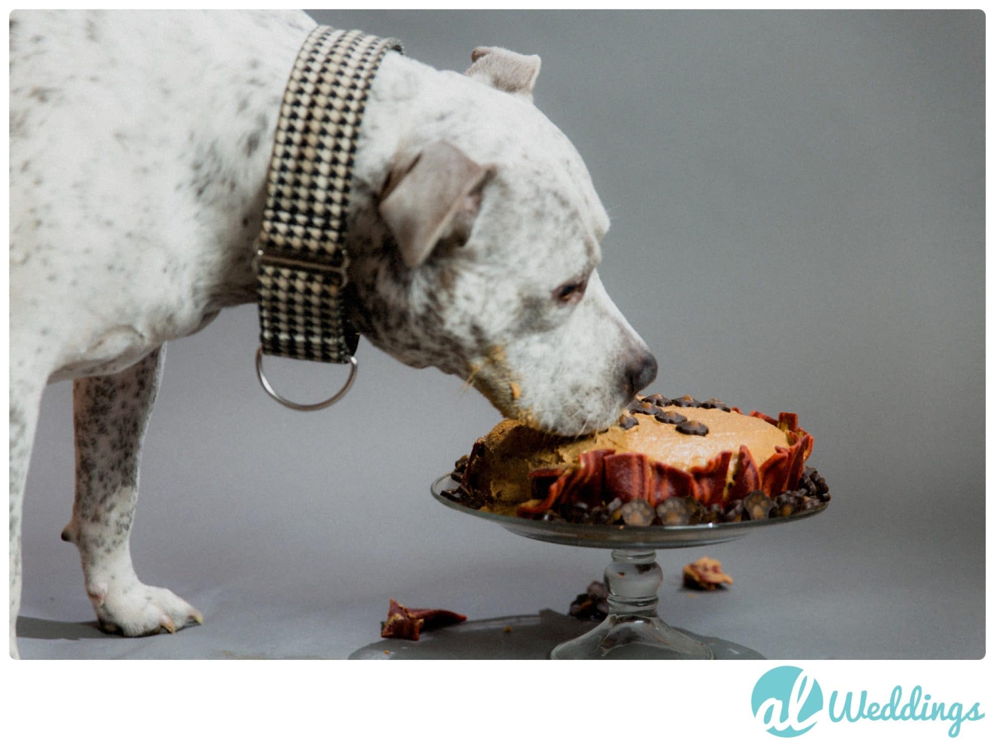 birthday,dog cake,pit bull,studio,