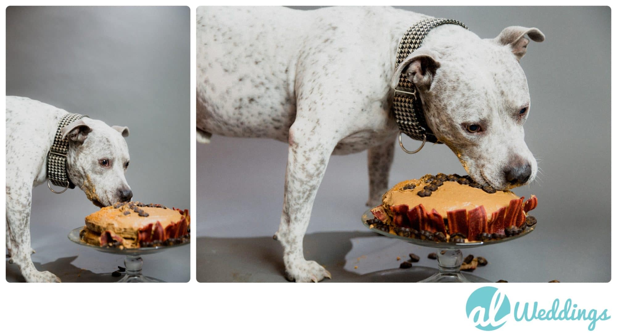 birthday,dog cake,pit bull,studio,