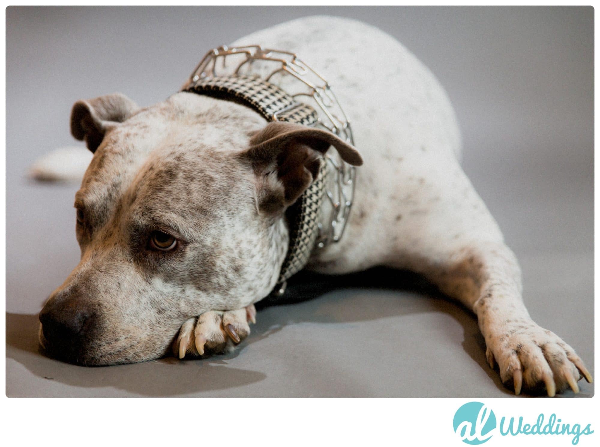 birthday,dog cake,pit bull,studio,