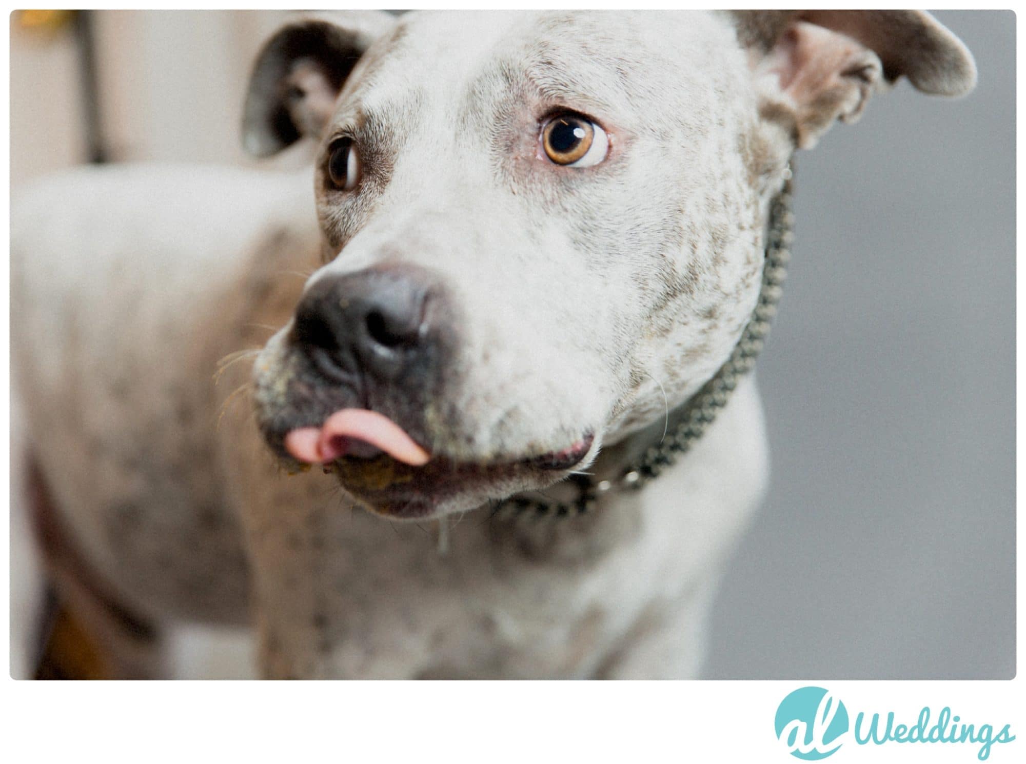 birthday,dog cake,pit bull,studio,