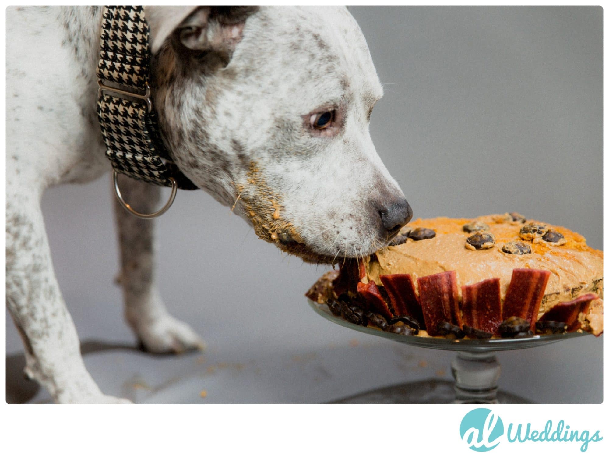 birthday,dog cake,pit bull,studio,